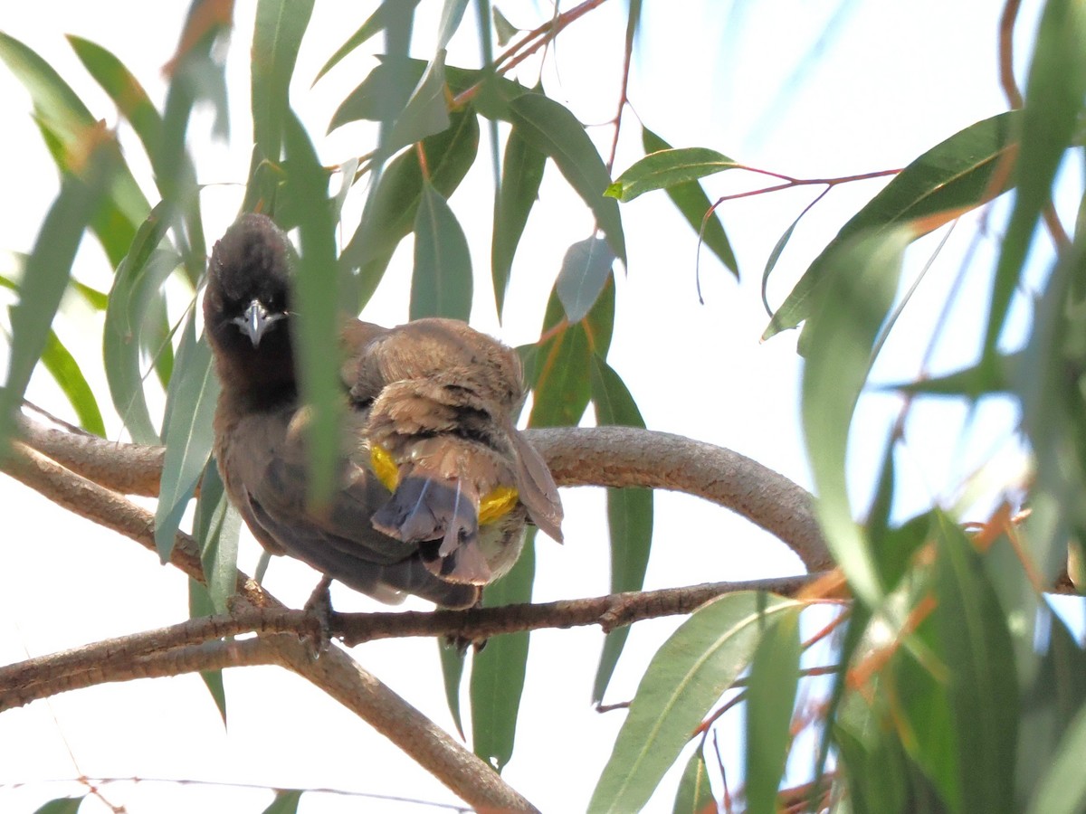 bulbul zahradní [skupina tricolor] - ML647349015