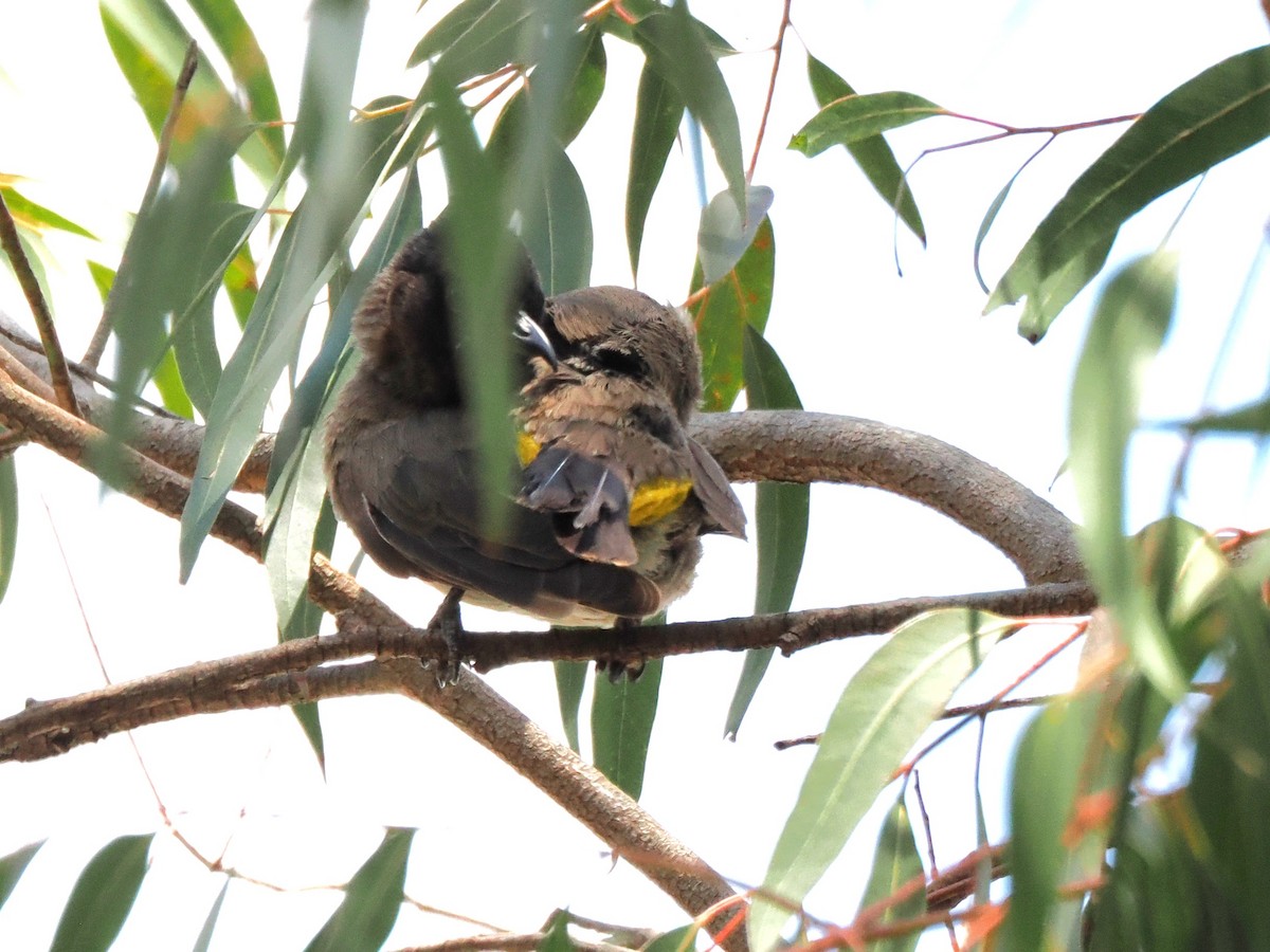 bulbul zahradní [skupina tricolor] - ML647349016