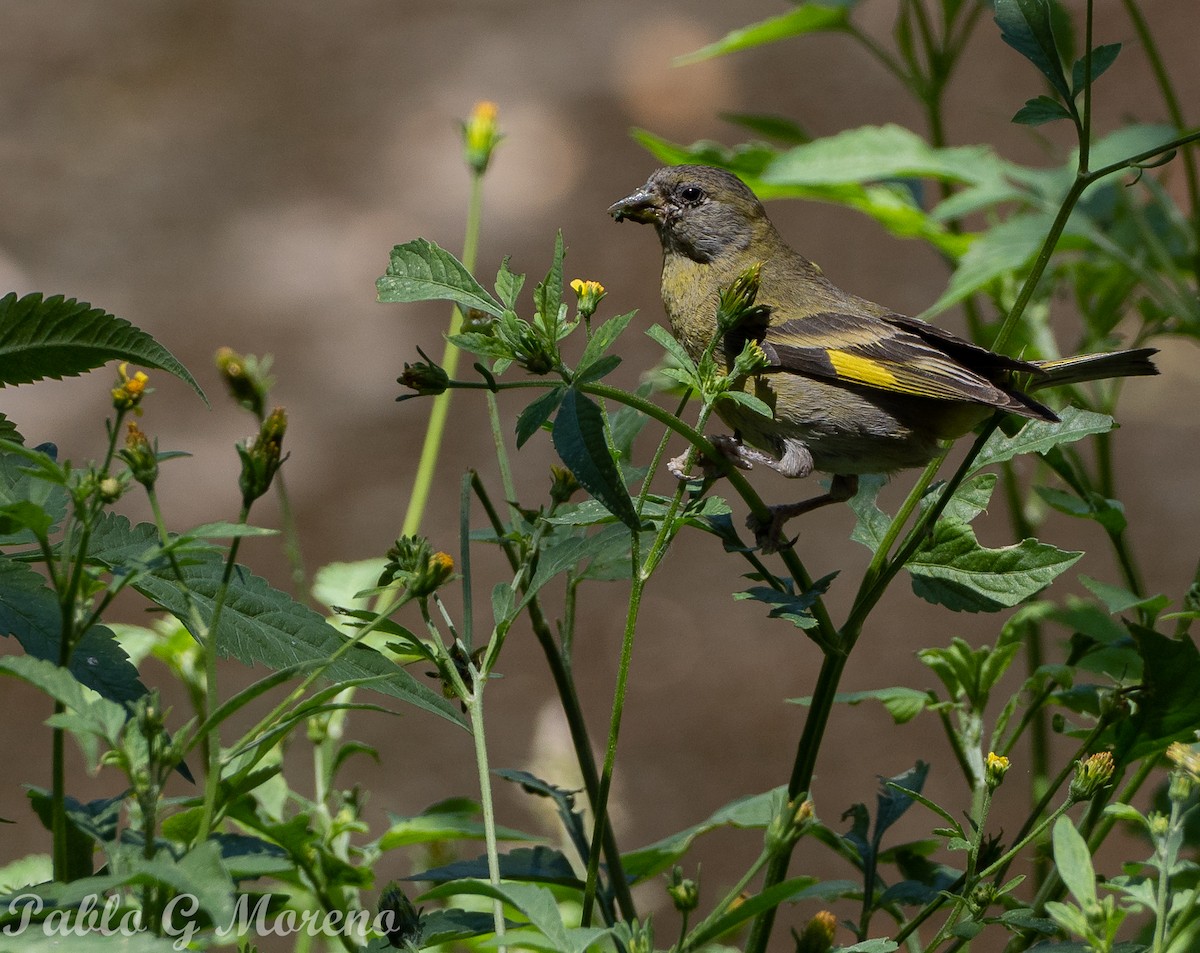 Hooded Siskin - ML647349021