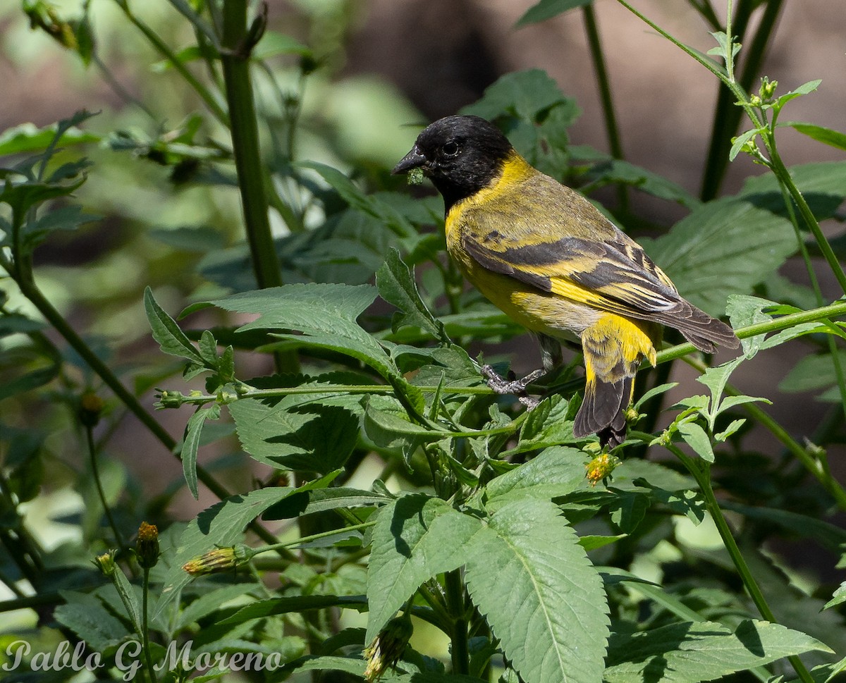 Hooded Siskin - ML647349022