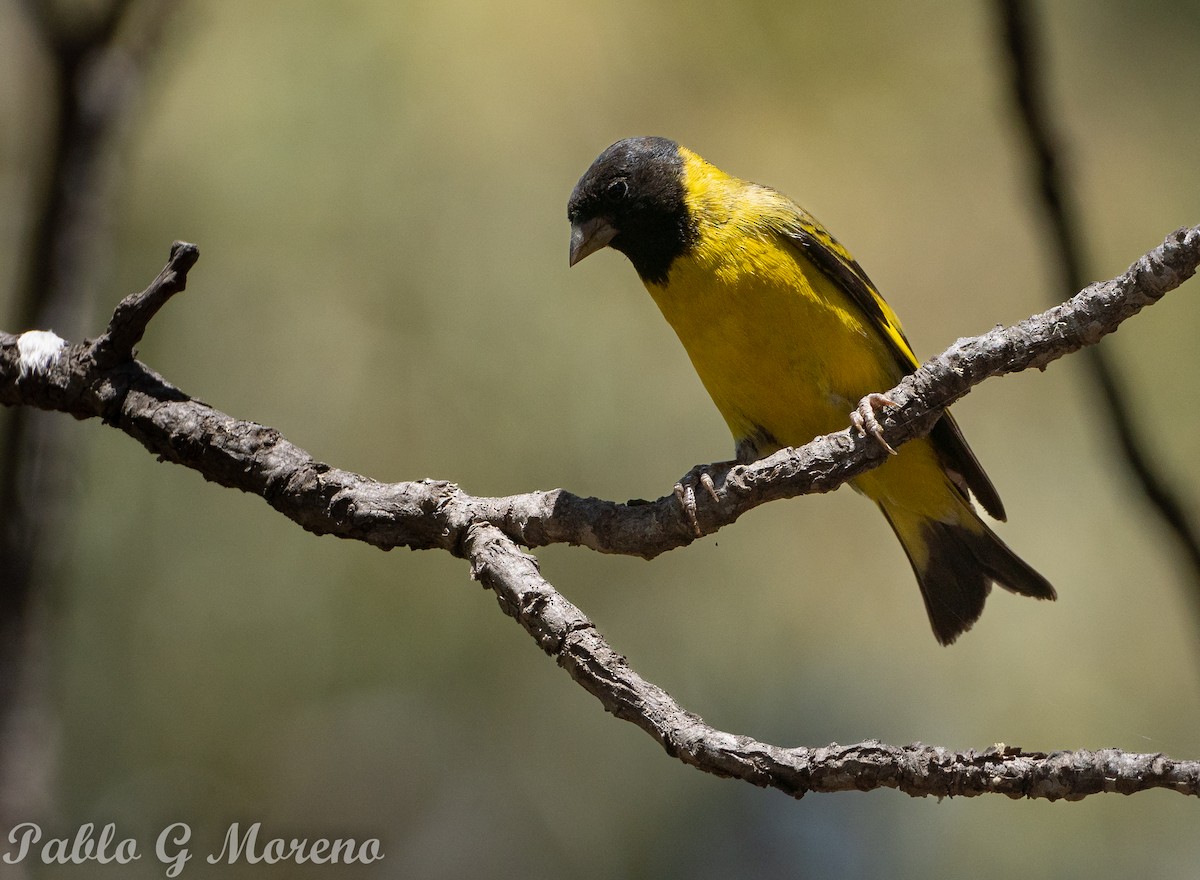 Hooded Siskin - ML647349023