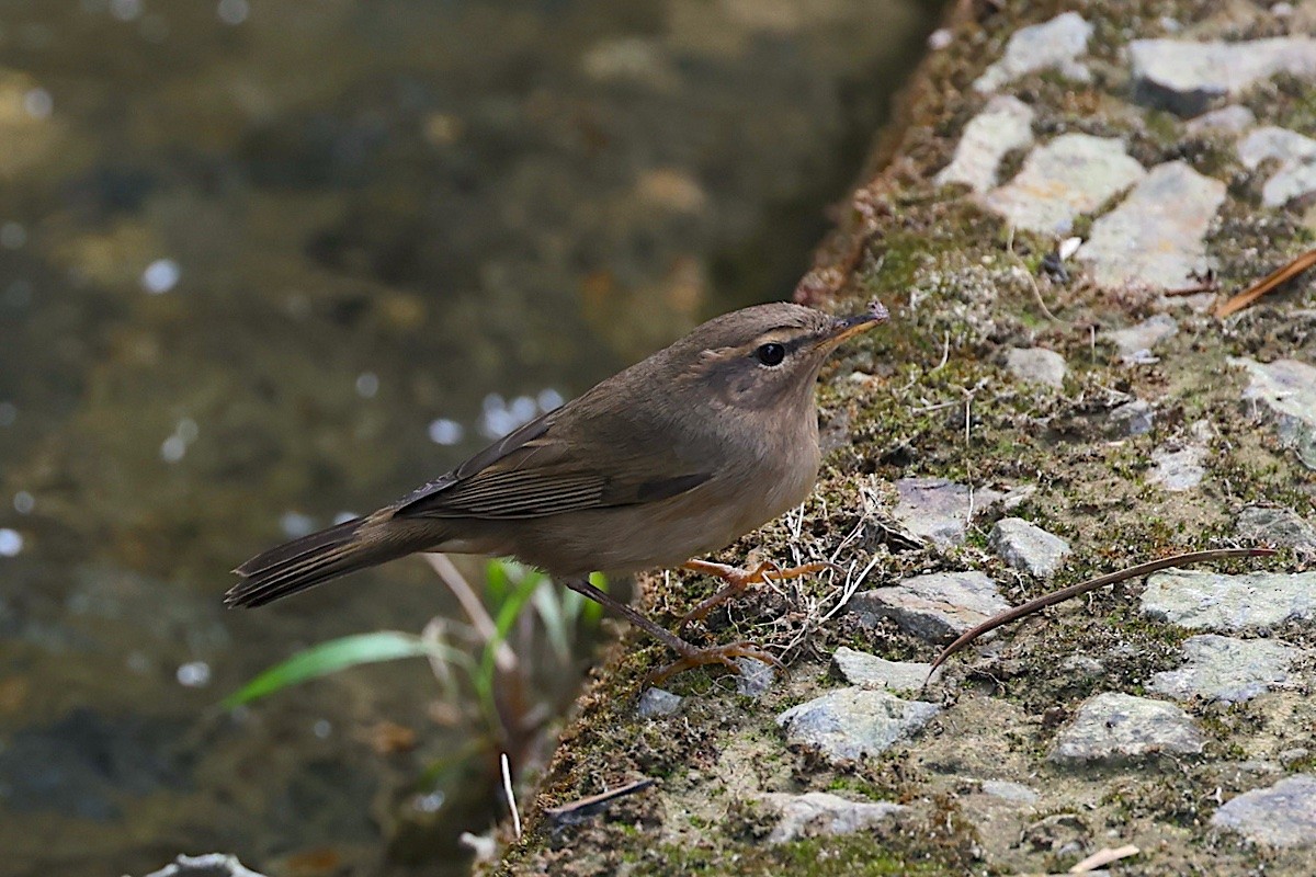 Dusky Warbler - ML647349069