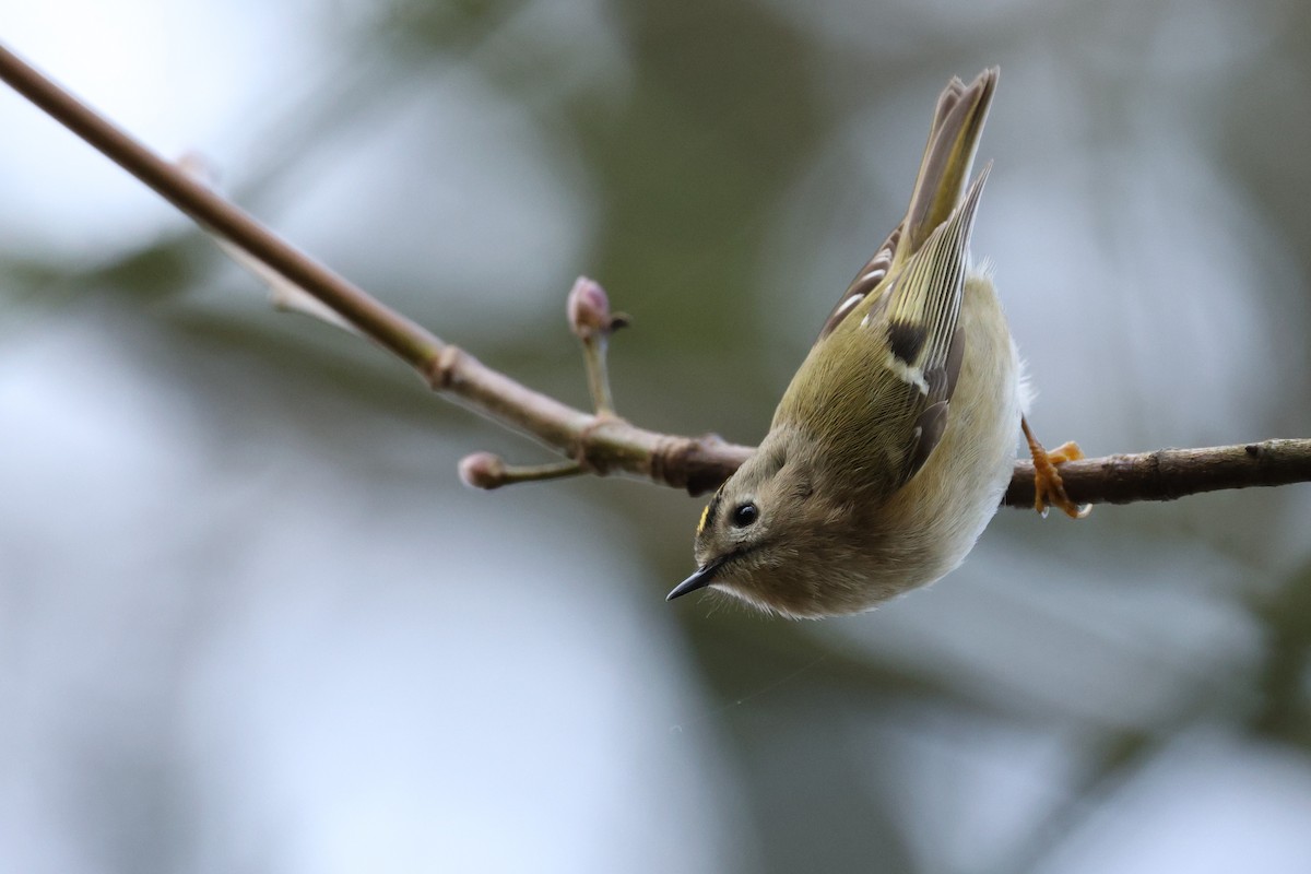 Goldcrest - ML647349074