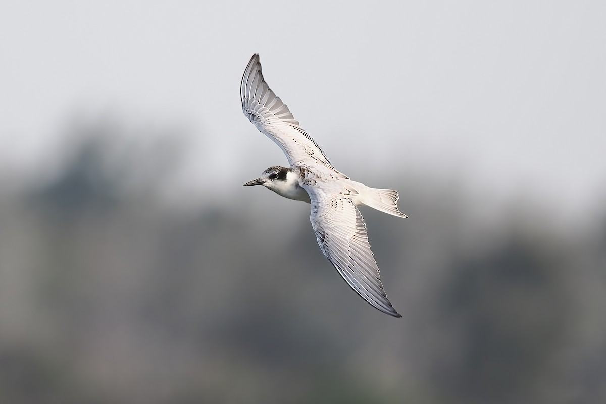 Whiskered Tern - ML647349092