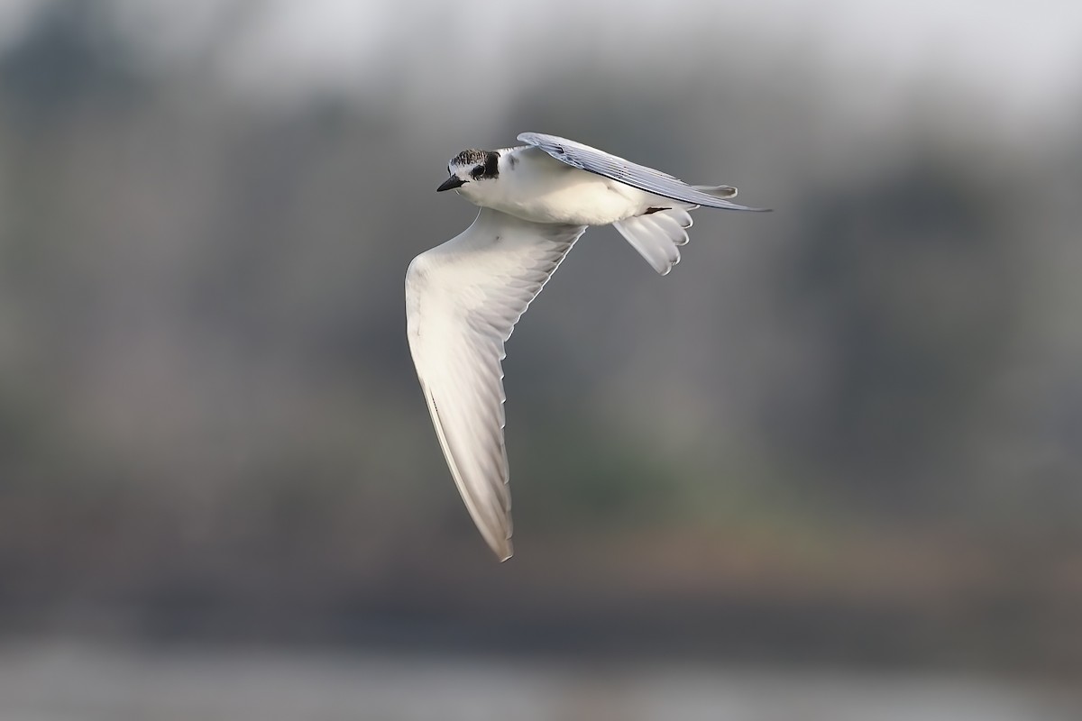 Whiskered Tern - ML647349093