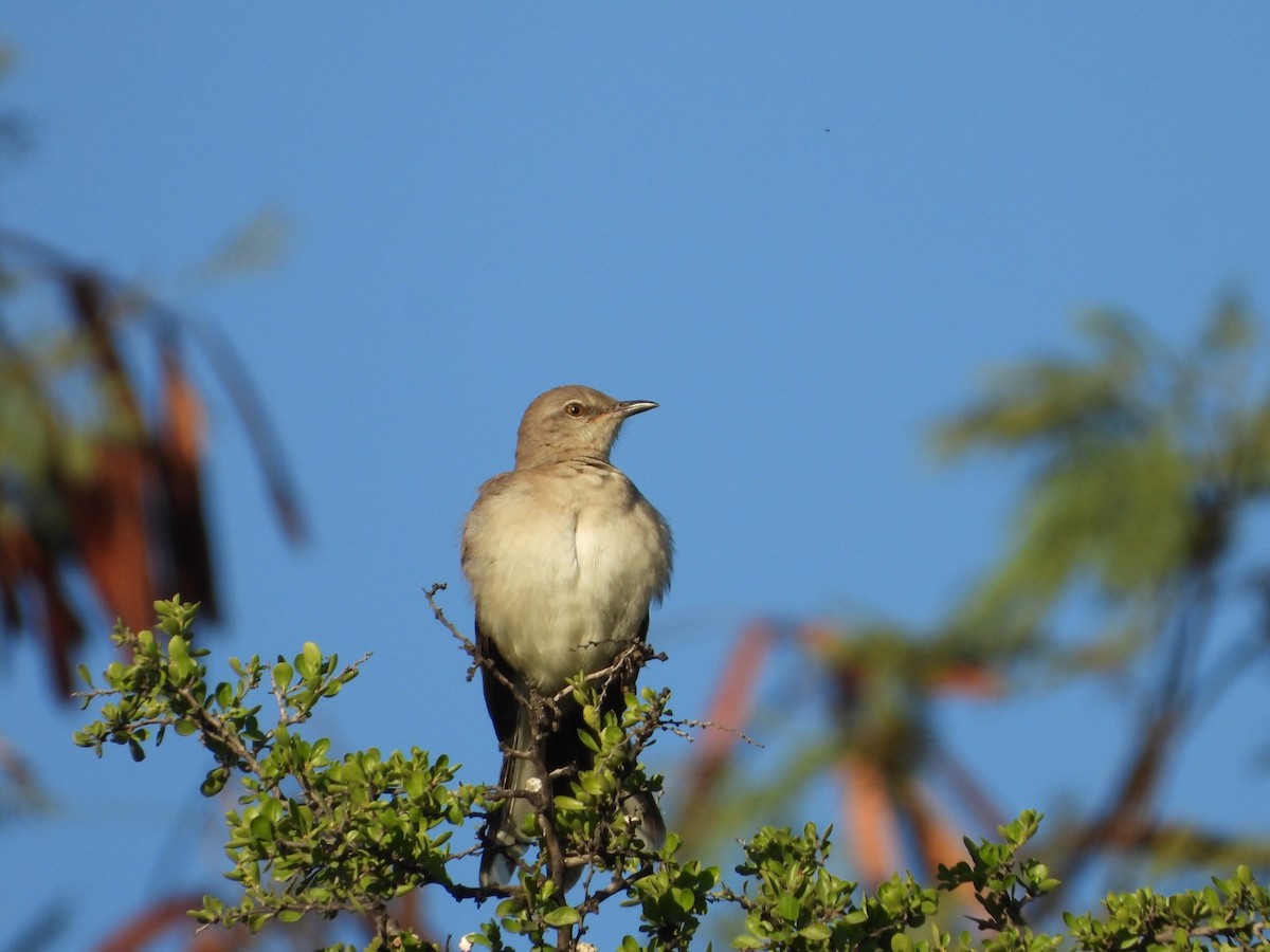 Northern Mockingbird - ML647349097