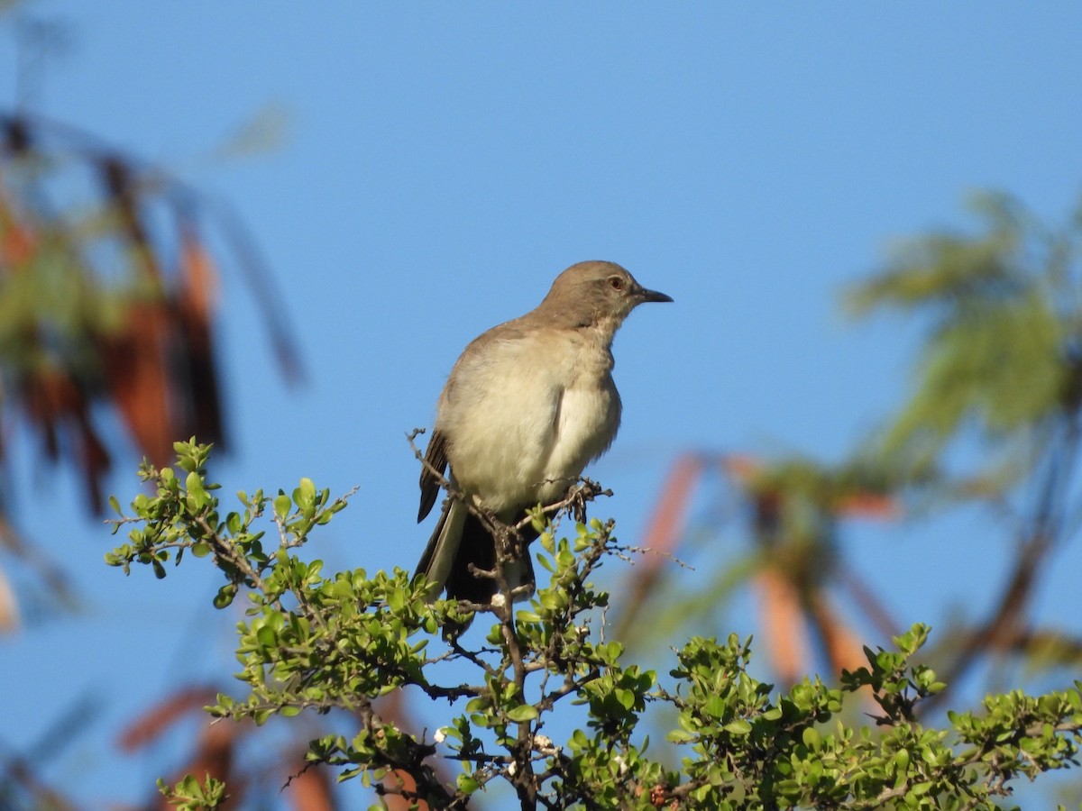 Northern Mockingbird - ML647349098