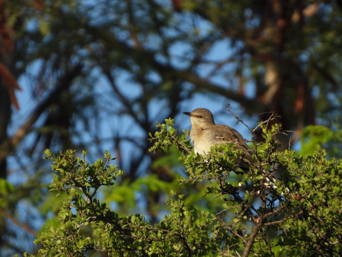 Northern Mockingbird - ML647349099