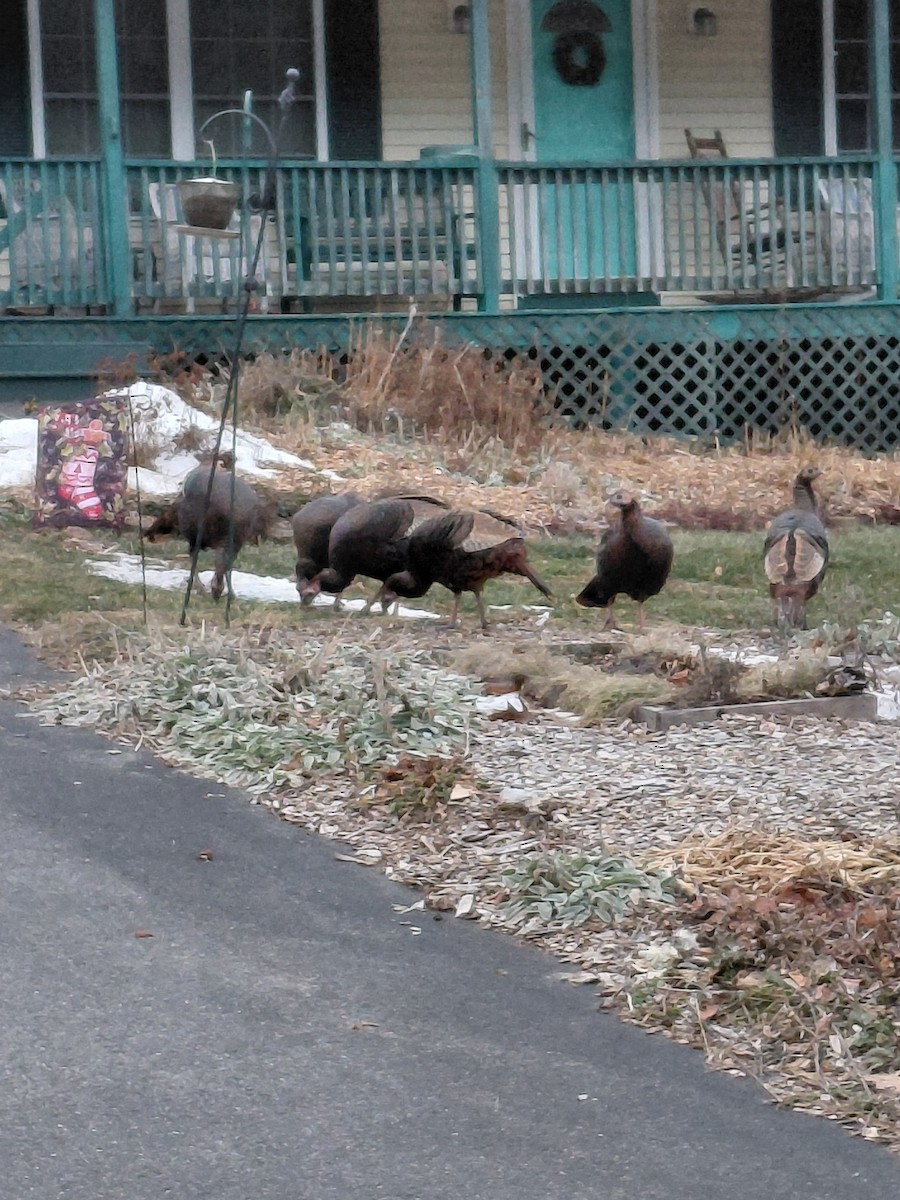 Tacchino selvatico - ML647349100