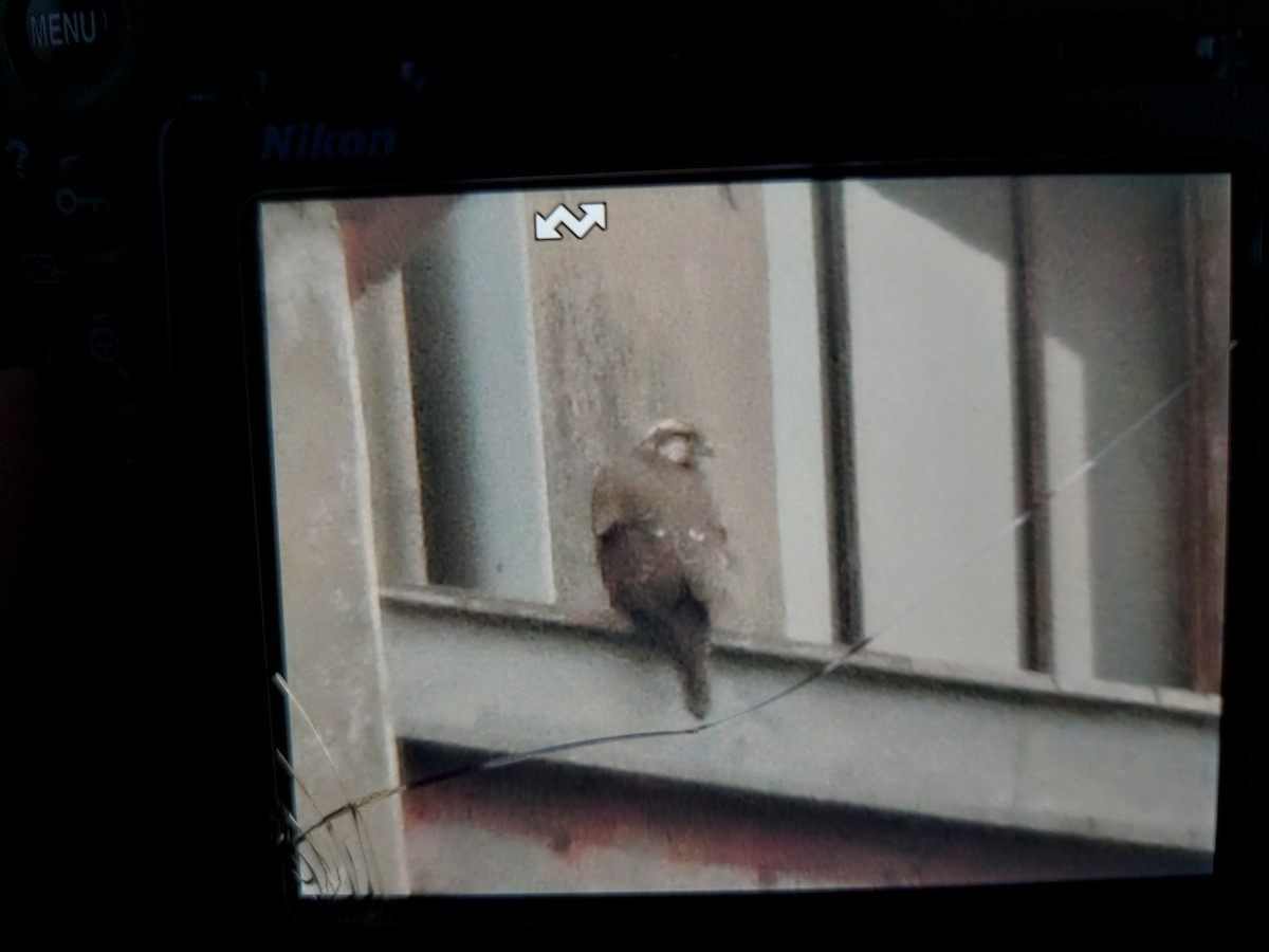 Балобан - ML647349107