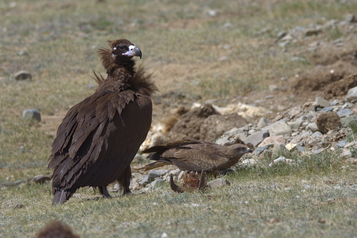 Buitre Negro - ML647349114