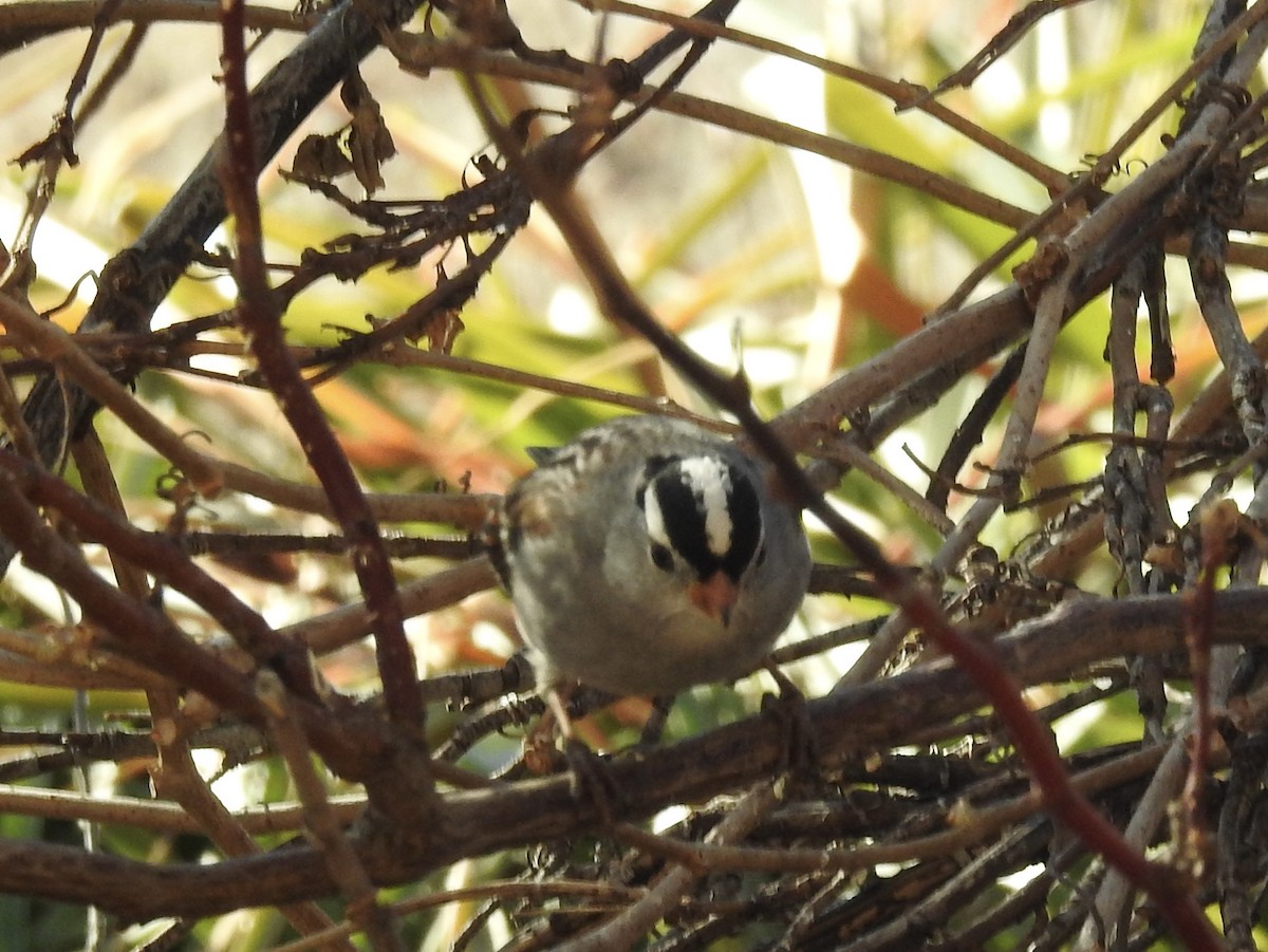 Porsuk Serçesi - ML647349125