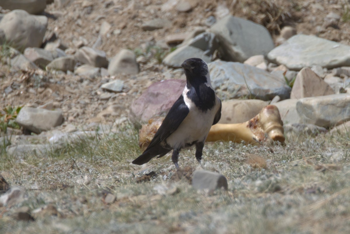 Daurian Jackdaw - ML647349127