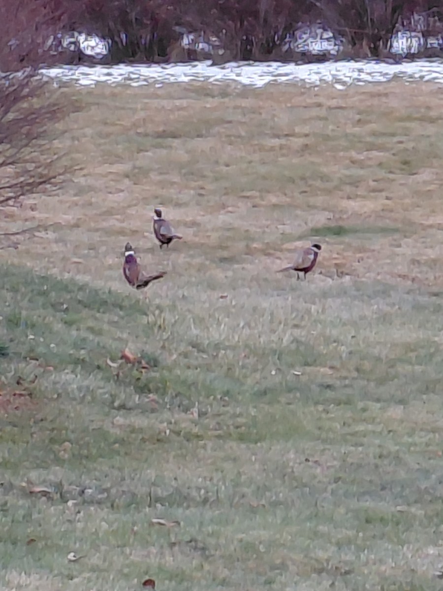 Fagiano comune - ML647349137