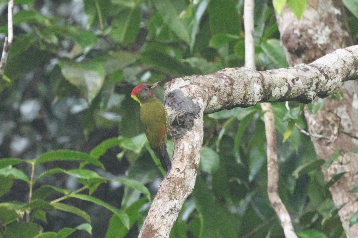 Lesser Yellownape - ML647349148