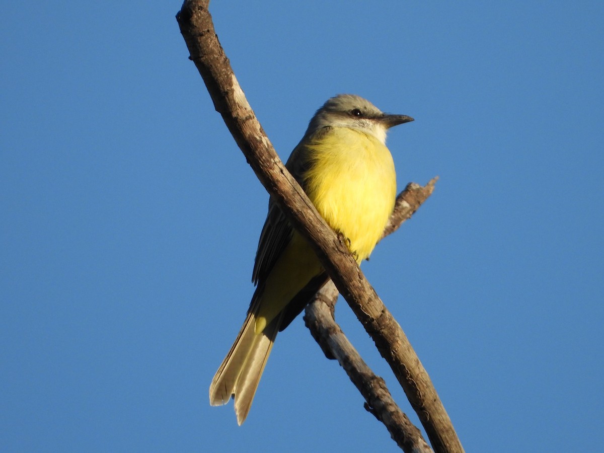 Tropical Kingbird - ML647349165