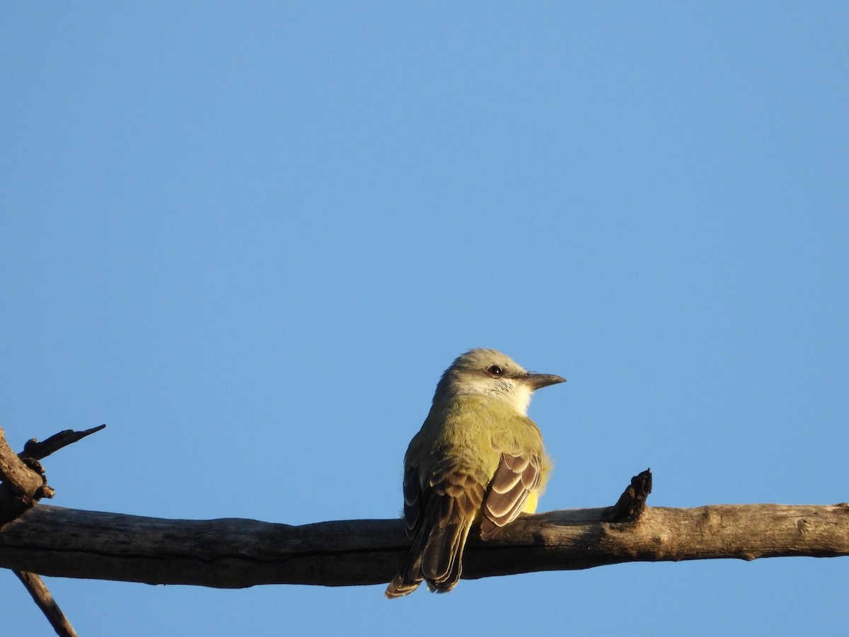 Tropical Kingbird - ML647349166