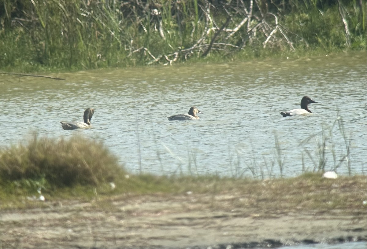 Murgilari bizkarzuria - ML647349170