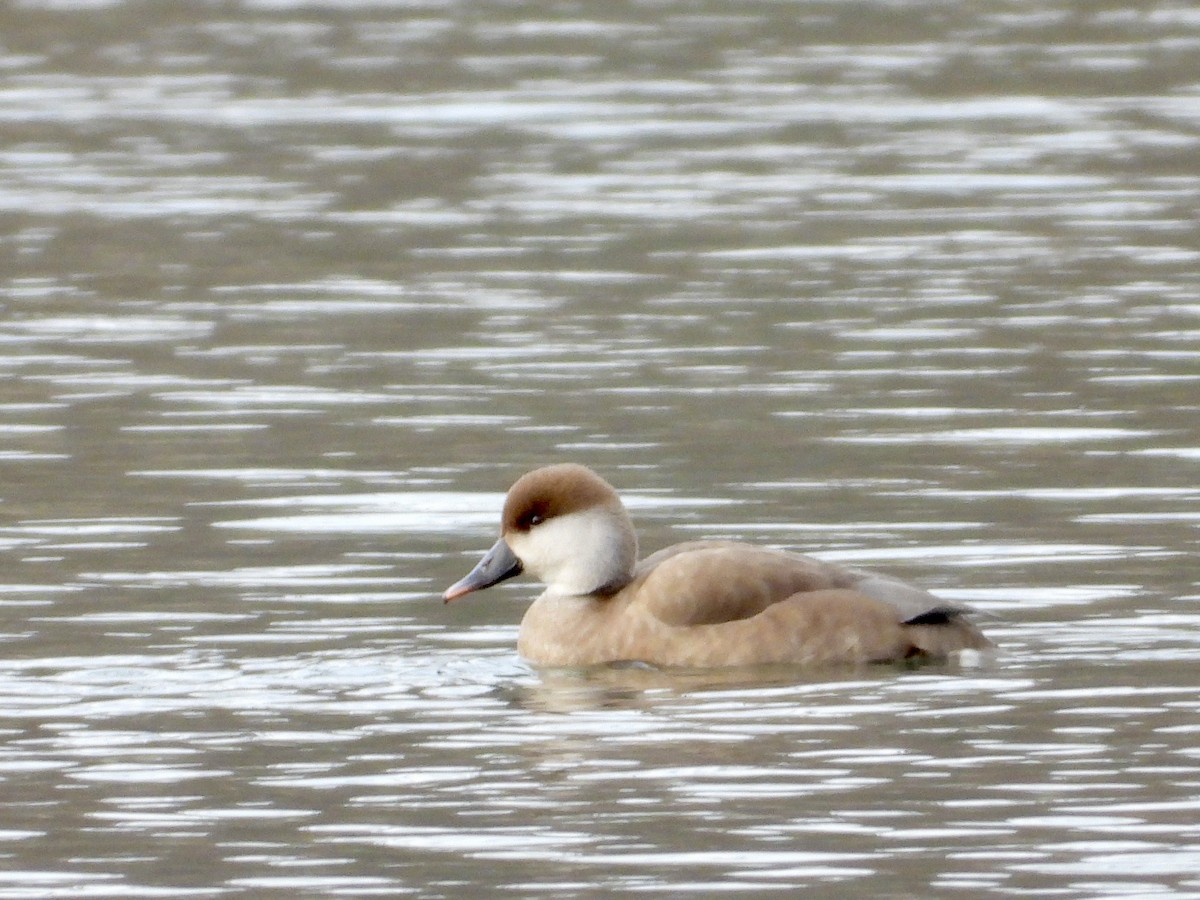 Red-crested Pochard - ML647349180