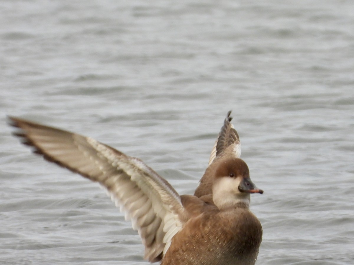 Red-crested Pochard - ML647349181