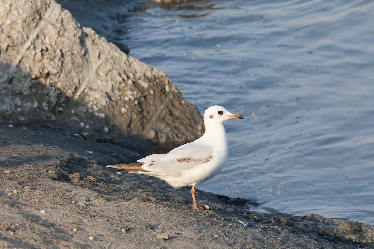 Морской голубок - ML647349190