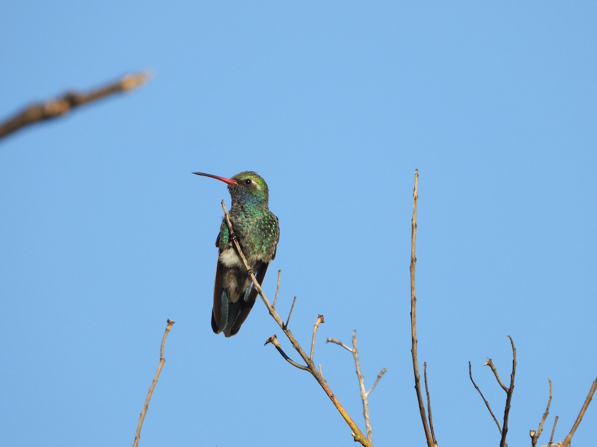 Broad-billed Hummingbird - ML647349191