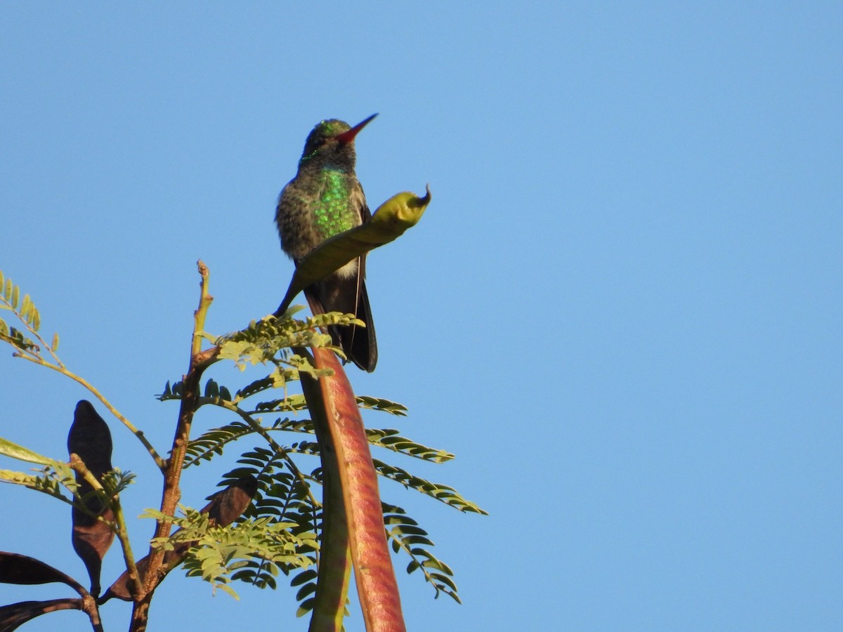 Broad-billed Hummingbird - ML647349192