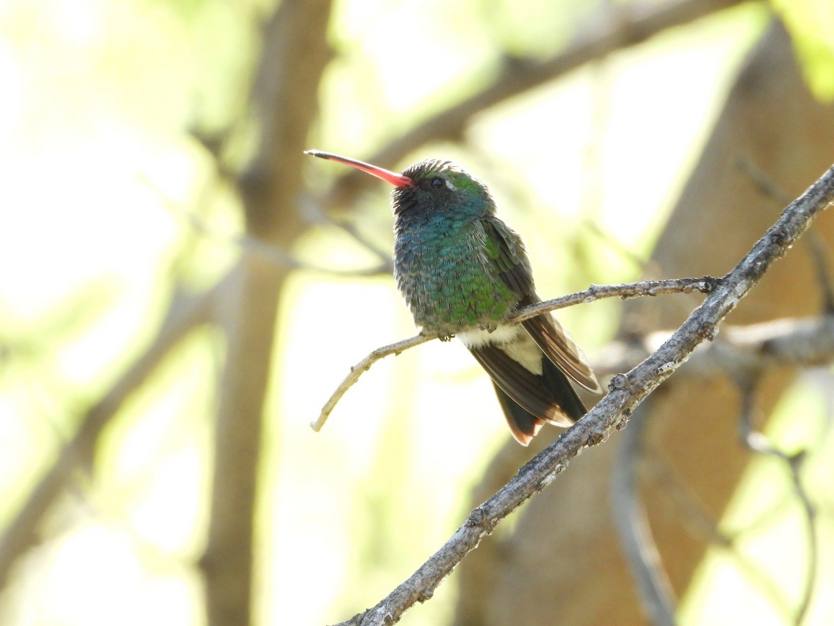 Broad-billed Hummingbird - ML647349193