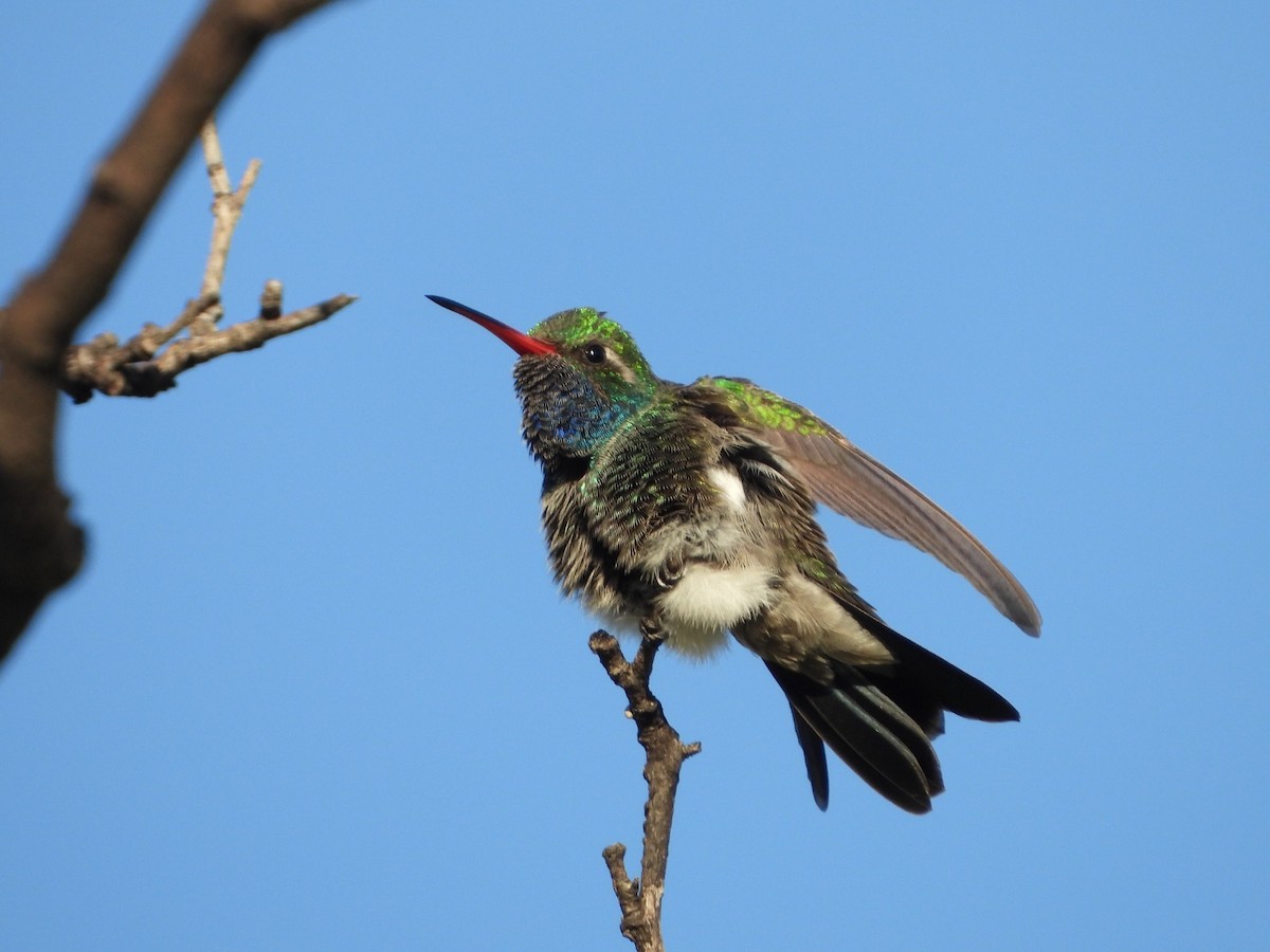 Broad-billed Hummingbird - ML647349194