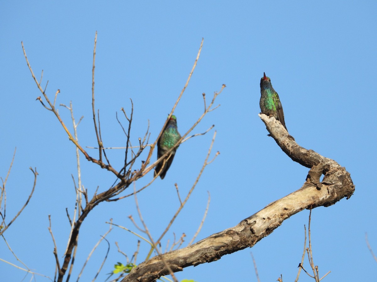 Broad-billed Hummingbird - ML647349195