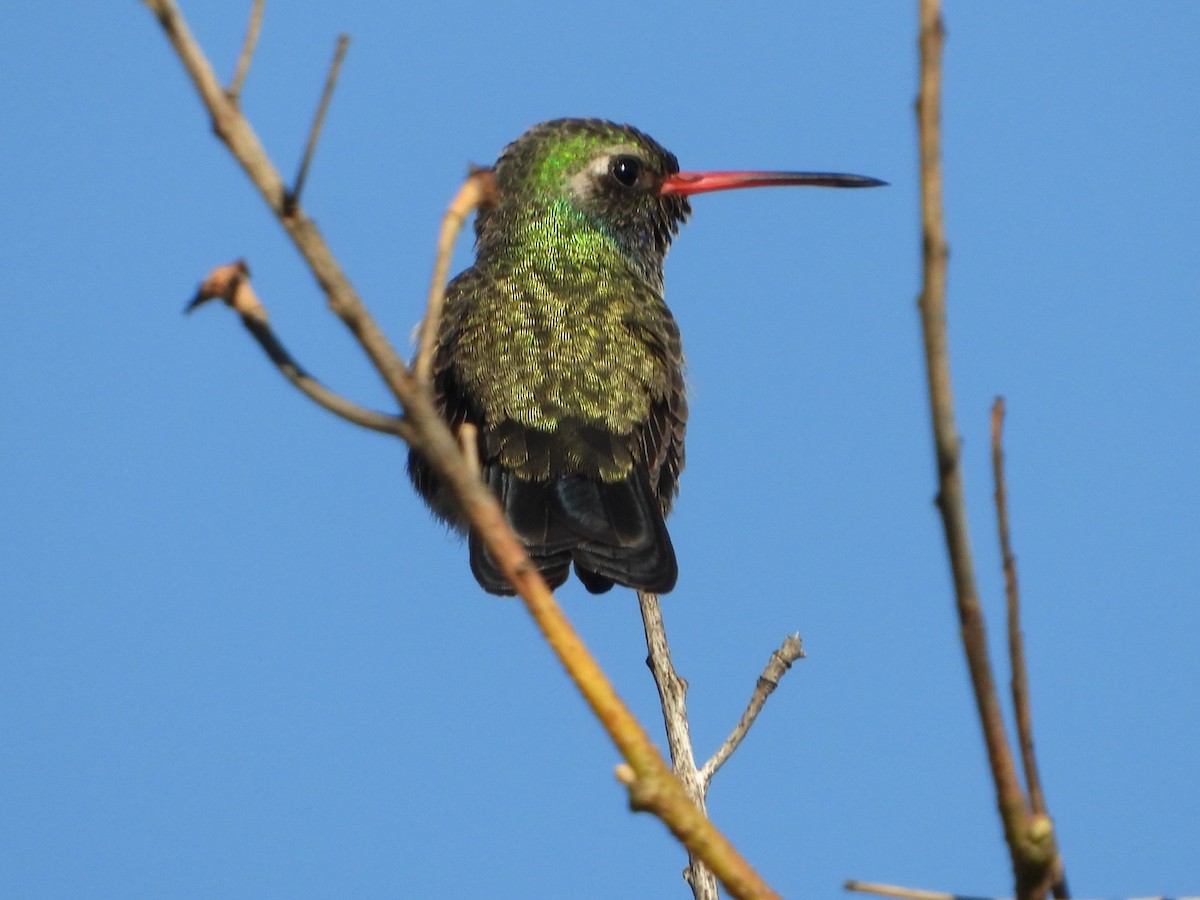 Broad-billed Hummingbird - ML647349196