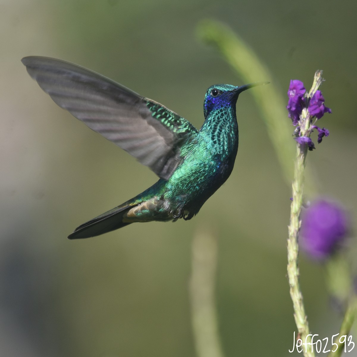 Колібрі синьочеревий - ML647349201