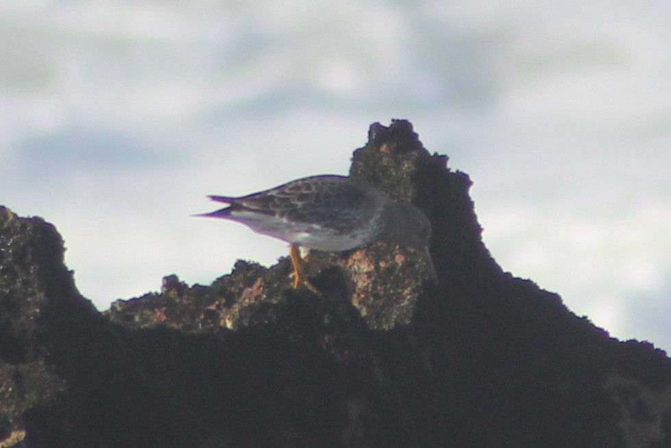 Correlimos Oscuro - ML647349202