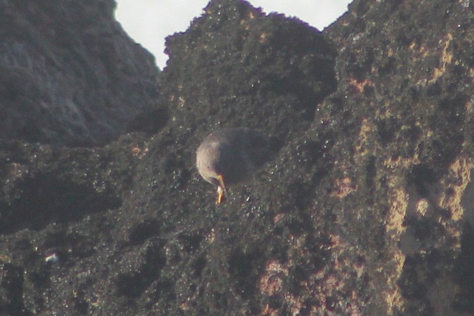 Correlimos Oscuro - ML647349205