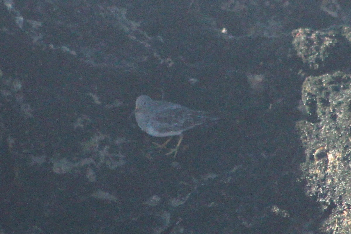 Correlimos Oscuro - ML647349208