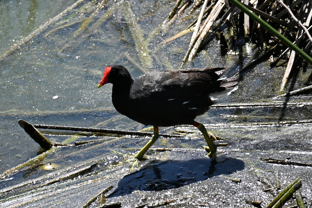 Common Gallinule - ML647349221