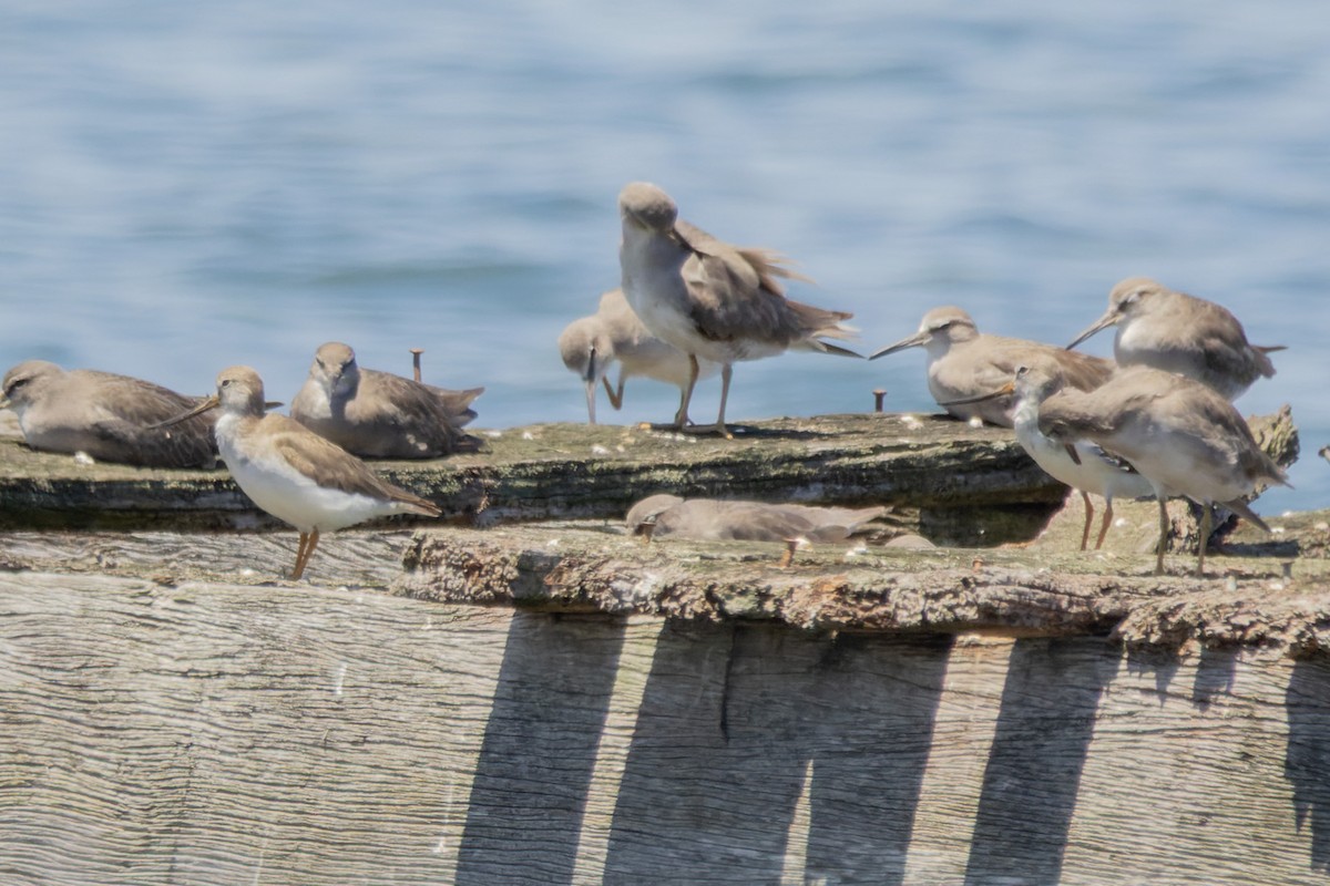 ביצנית אפורה - ML647349222