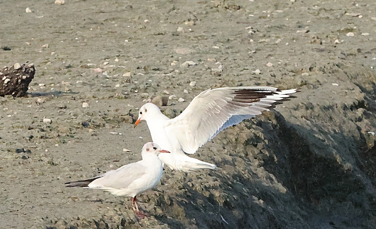 Lachmöwe - ML647349223