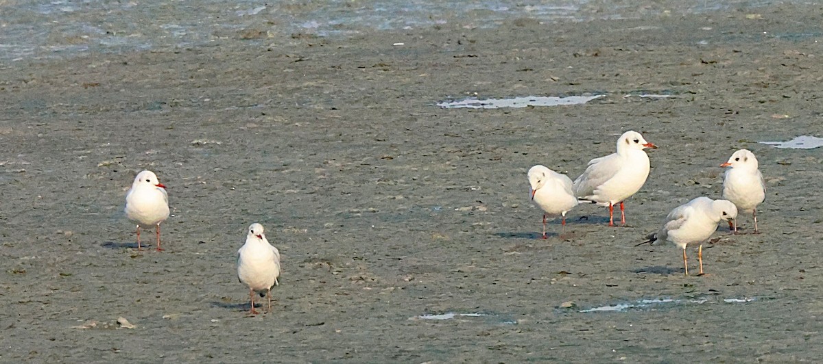 Lachmöwe - ML647349224