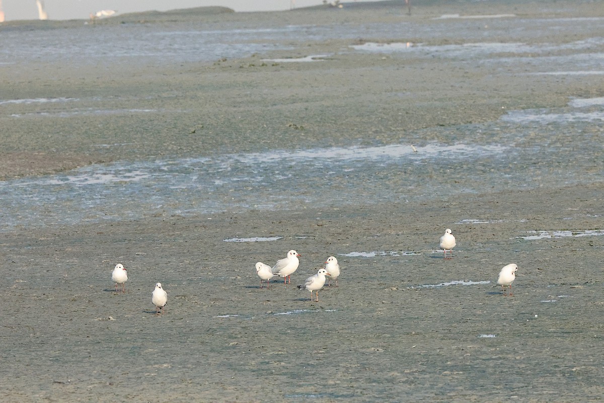 Lachmöwe - ML647349225