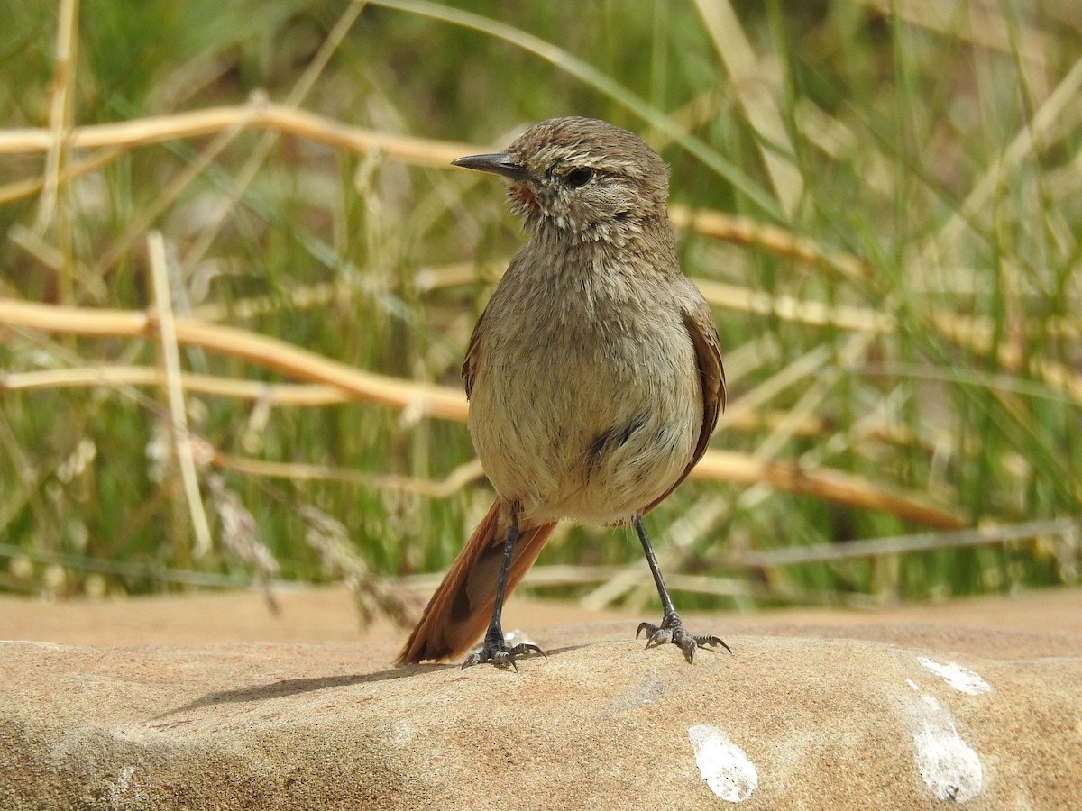 Cordilleran Canastero - ML647349231