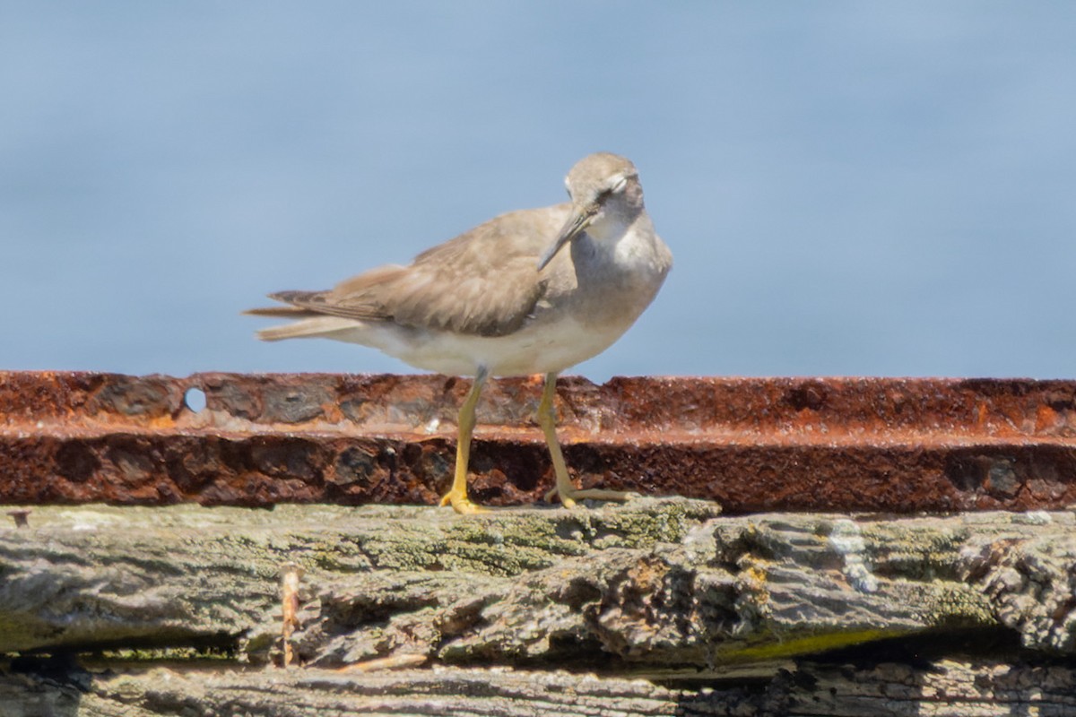 Playero Siberiano - ML647349234