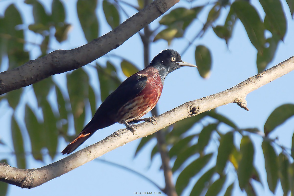 Maroon Oriole - ML647349239