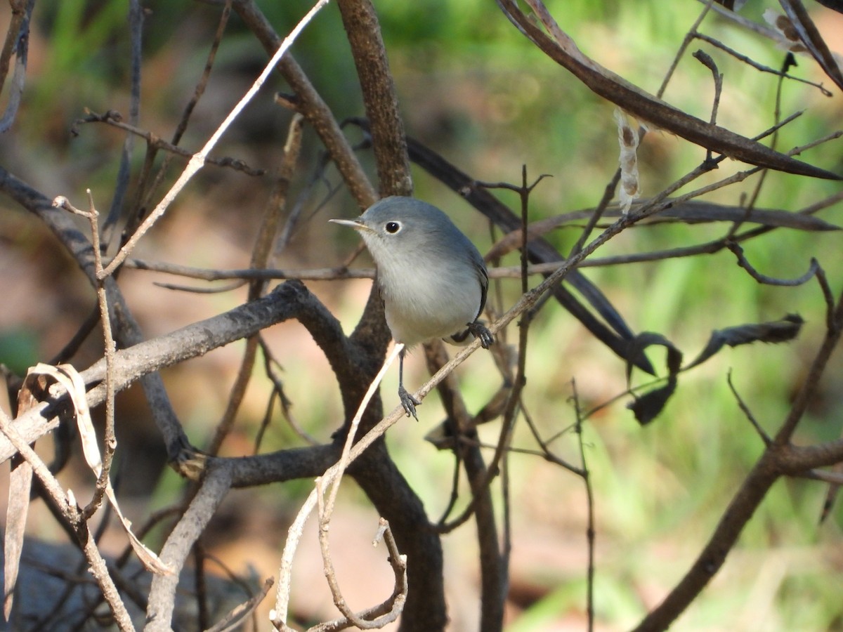 Blue-gray Gnatcatcher - ML647349240