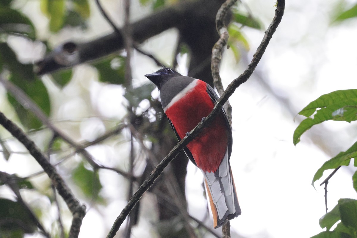 Trogon de Malabar - ML647349241