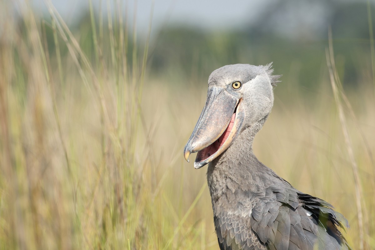 Китоголов - ML647349254