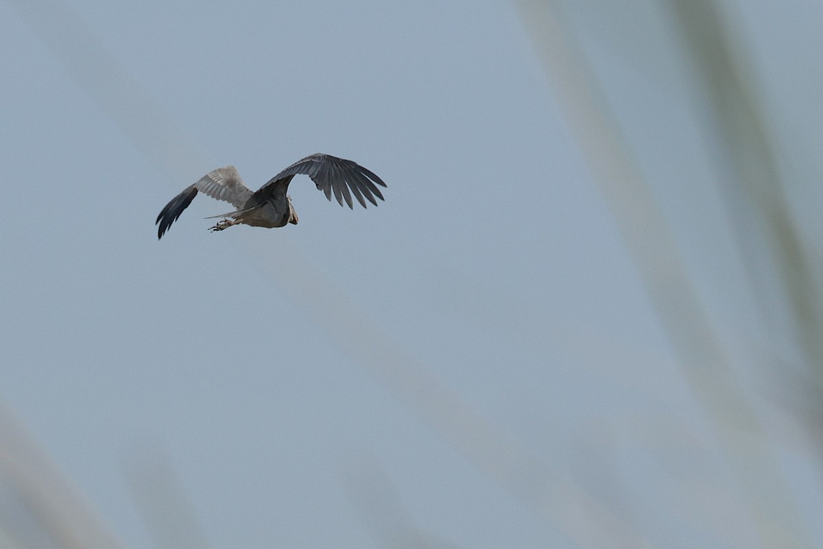 Китоголов - ML647349255