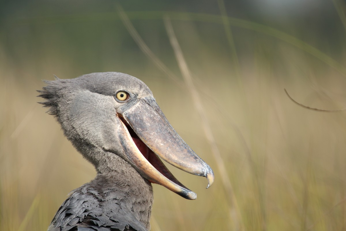 Китоголов - ML647349256