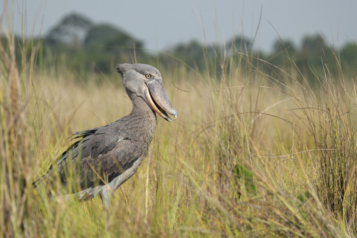 Китоголов - ML647349257