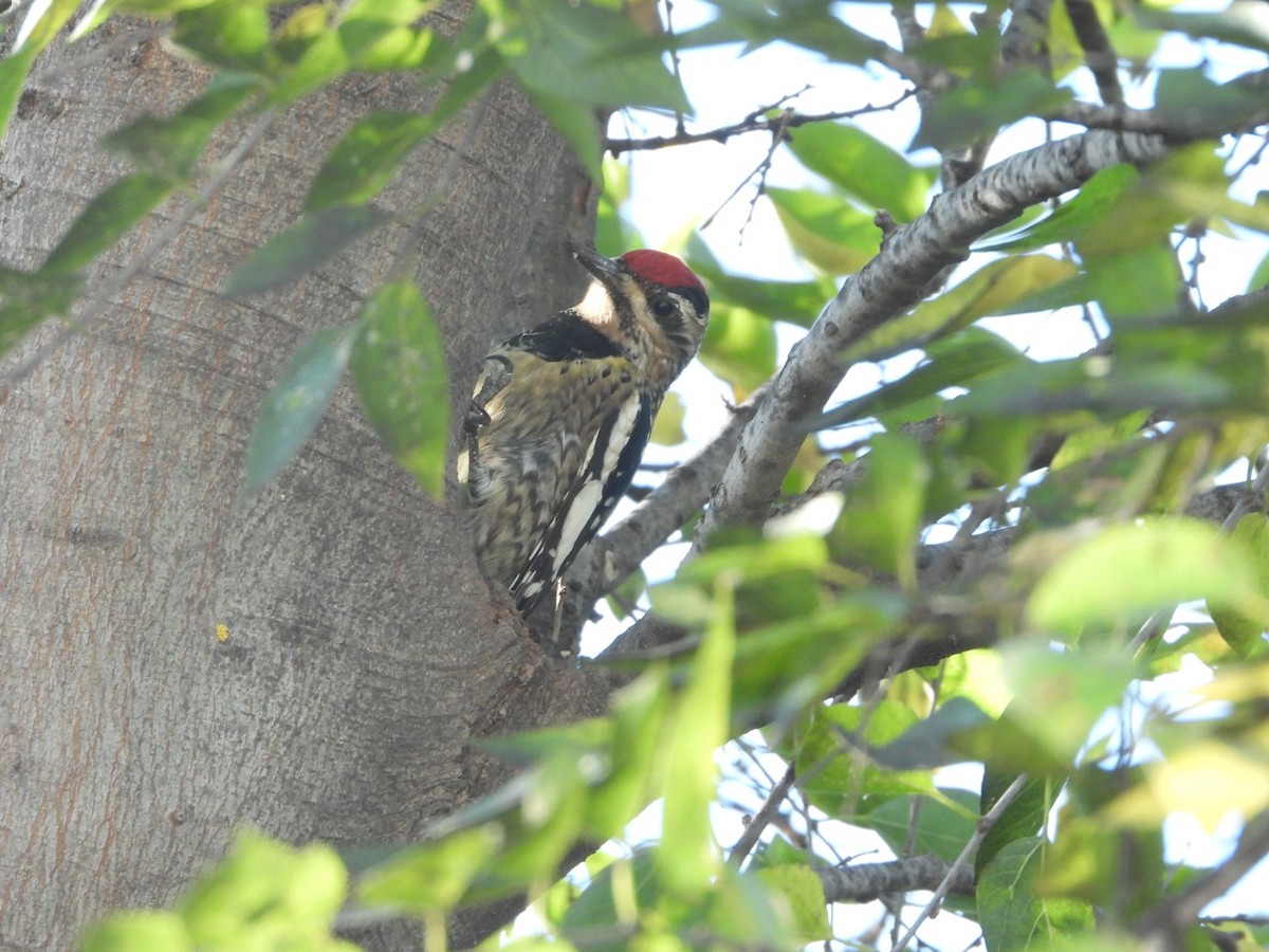 Yellow-bellied Sapsucker - ML647349258